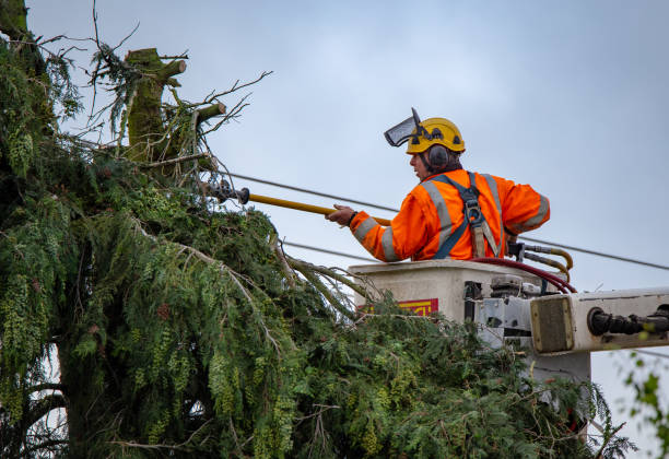 Houghton Lake, MI Tree Removal Services Company