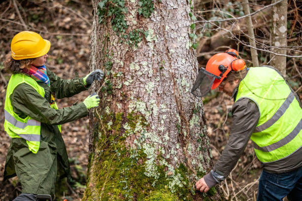 How Our Tree Care Process Works  in  Houghton Lake, MI