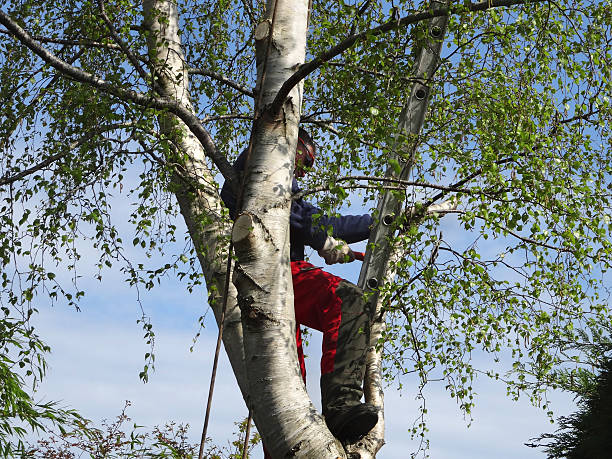 Best Hazardous Tree Removal  in Houghton Lake, MI